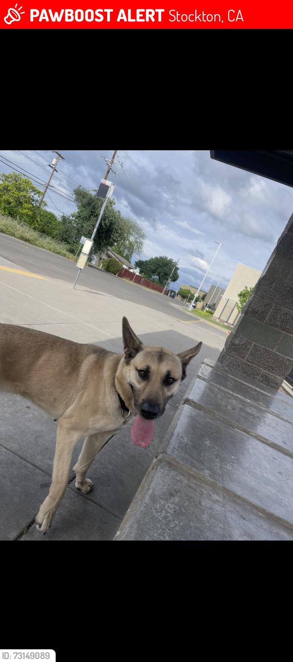 Lost Female Dog last seen Casa flores, Stockton, CA 95215