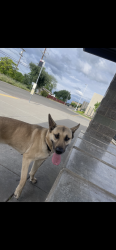 Lost Female Dog last seen Casa flores, Stockton, CA 95215