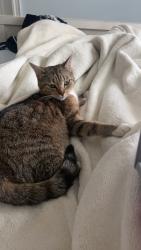Lost Female Cat last seen Highway 124, side road 17, John Deere, N0B 1Z0, 3 Line, ON 