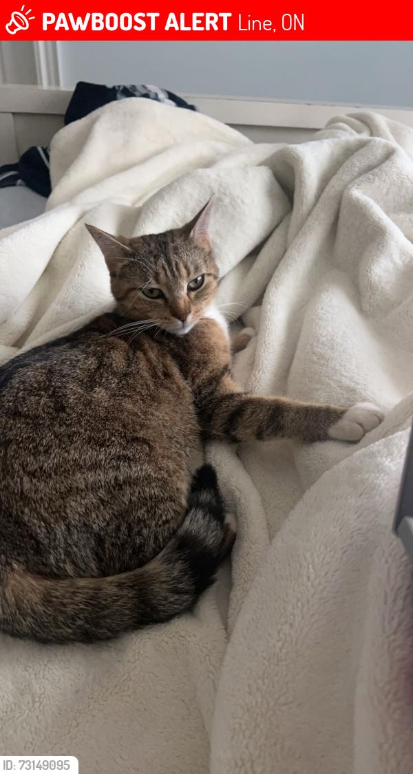 Lost Female Cat last seen Highway 124, side road 17, John Deere, N0B 1Z0, 3 Line, ON 
