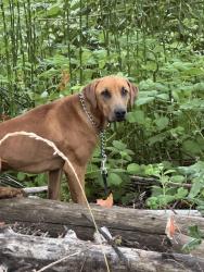Reunited Unknown Dog last seen Pedestrian bridge over river trail west of river, Kent, WA 98032