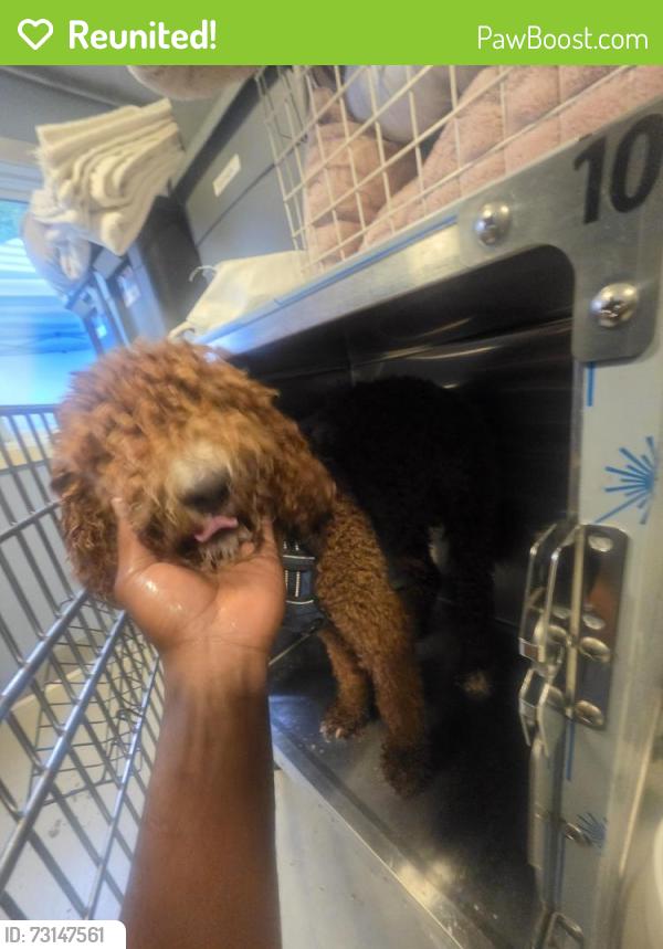 Reunited Male Dog last seen Nelson, New Orleans, LA 70118