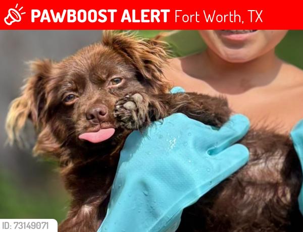 Lost Male Dog last seen Prayer hse of faith 700 E jessamine st Fort Worth tx 76104, Fort Worth, TX 76110