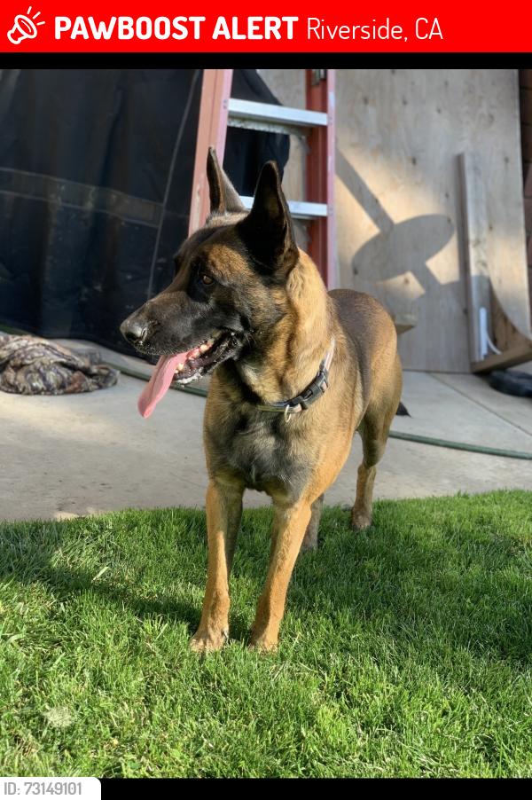 Lost Male Dog last seen La Sierra and Arlington, Riverside, CA 92505
