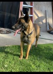 Lost Male Dog last seen La Sierra and Arlington, Riverside, CA 92505