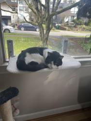 Lost Male Cat last seen 47th Ave Ne and 70th, Seattle, WA 98115