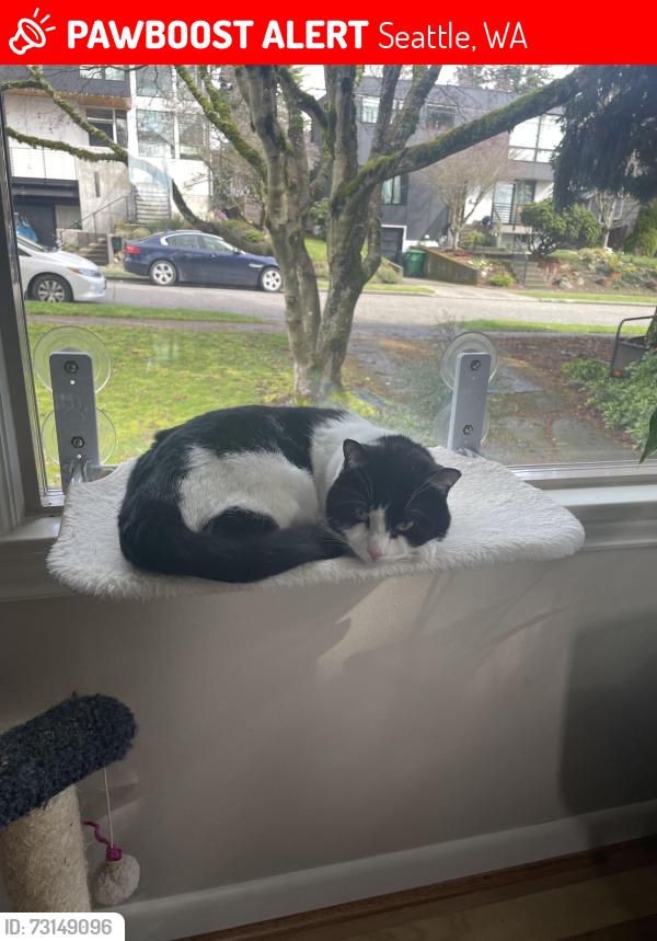 Lost Male Cat last seen 47th Ave Ne and 70th, Seattle, WA 98115