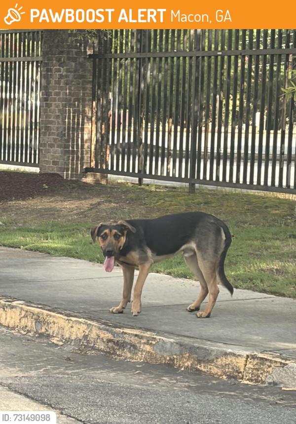 Found/Stray Male Dog last seen Near Coleman Ave, Macon GA, Mercer University Parking Lot / Bridge crossing I75, Macon, GA 31201