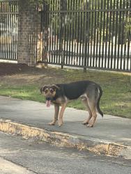 Found/Stray Male Dog last seen Near Coleman Ave, Macon GA, Mercer University Parking Lot / Bridge crossing I75, Macon, GA 31201