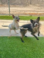 Reunited Male Dog last seen W Whitendale & County Center, Visalia, CA 93277