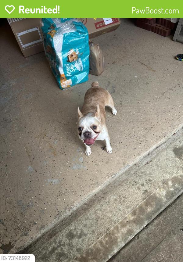 Reunited Unknown Dog last seen West little york and greenhouse, Houston, TX 77040
