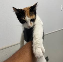 Shelter Stray Female Cat last seen Near S Elman Street, San Diego, CA, 92111, 5500 Gaines St, San Diego, CA 92110, USA