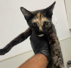 Shelter Stray Female Cat last seen Near S Elman Street, San Diego, CA, 92111, 5500 Gaines St, San Diego, CA 92110, USA