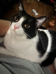Lost Female Cat last seen Henson and Turner, Springdale, AR 72764