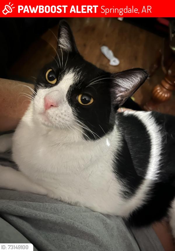 Lost Female Cat last seen Henson and Turner, Springdale, AR 72764