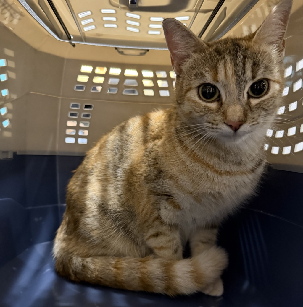 Shelter Stray Female Cat last seen Near E Grand Street, Escondido, CA, 92027, Escondido, CA 92027, USA