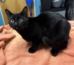 Shelter Stray Male Cat last seen Near E Grand Street, Escondido, CA, 92027, Escondido, CA 92027, USA