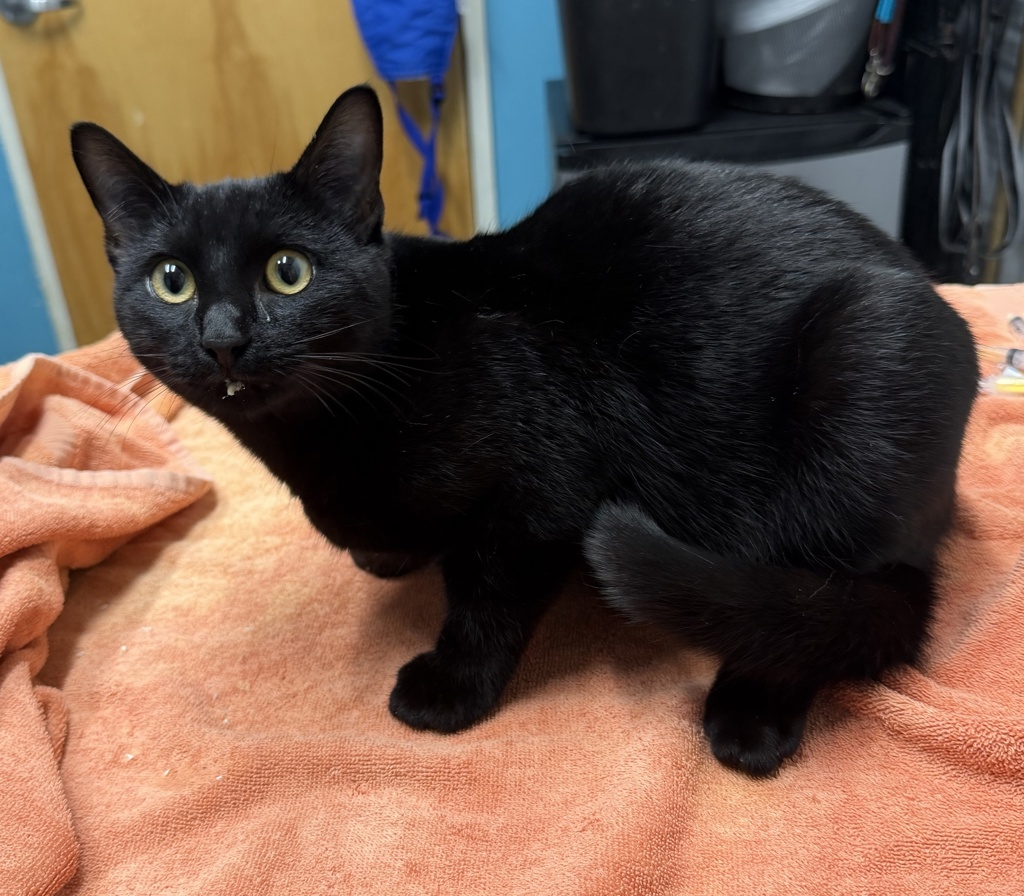 Shelter Stray Male Cat last seen Near E Grand Street, Escondido, CA, 92027, Escondido, CA 92027, USA