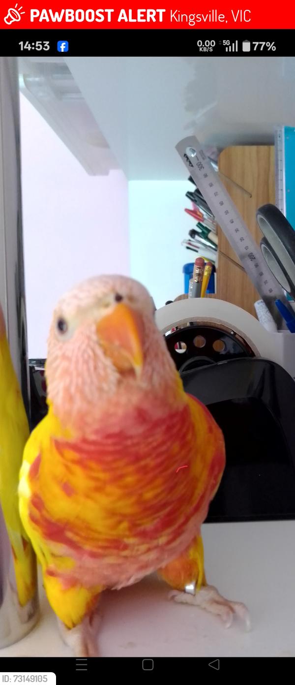 Lost Male Bird last seen Kingsville, Kingsville, VIC 3012