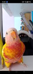 Lost Male Bird last seen Kingsville, Kingsville, VIC 3012