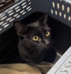 Shelter Stray Female Cat last seen Near E Grand Street, Escondido, CA, 92027, Escondido, CA 92027, USA