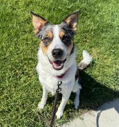 Shelter Stray Male Dog last seen Near Olive Avenue, Vista, CA, 92083, Oceanside, CA 92058, USA
