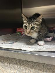 Shelter Stray Unknown Cat last seen Near Morris Neck Road, VIRGINIA BEACH, VA, 23457, 341 S Birdneck Rd, Virginia Beach, VA 23451, USA