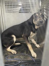 Shelter Stray Female Dog last seen Near Rosewood Avenue, AUSTIN, TX, 78702, 7201 Levander Loop bldg a, Austin, TX 78702, USA
