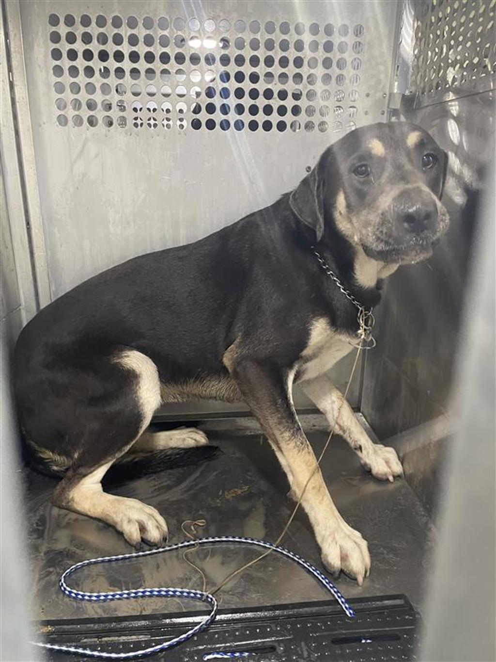 Shelter Stray Female Dog last seen Near Rosewood Avenue, AUSTIN, TX, 78702, 7201 Levander Loop bldg a, Austin, TX 78702, USA