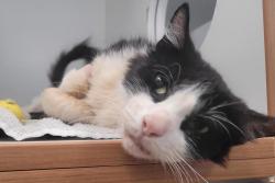 Shelter Stray Male Cat last seen Near Estes Street, El Cajon, CA, 92020, El Cajon, CA 92020, USA