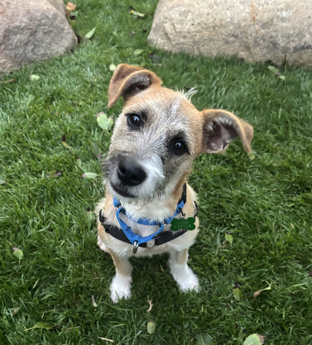Shelter Stray Male Dog last seen 13th Street, Imperial Beach, CA, 91932, 5500 Gaines St, San Diego, CA 92110, USA