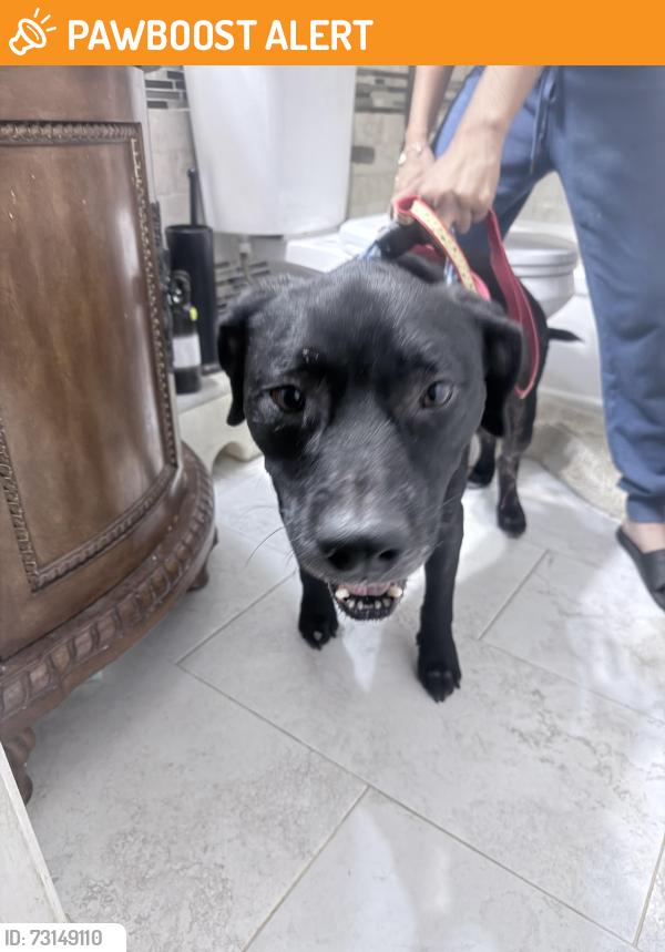 Found/Stray Male Dog last seen Wallis Rd and Haverhill, Palm Beach County, FL 33415