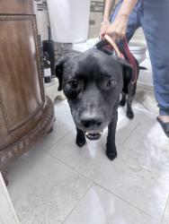Found/Stray Male Dog last seen Wallis Rd and Haverhill, Palm Beach County, FL 33415