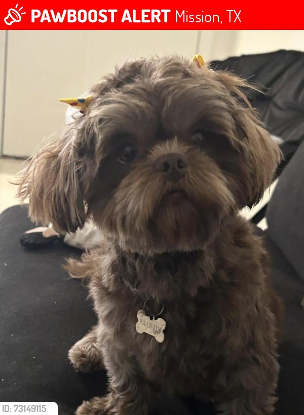 Lost Female Dog last seen Mission, Mission, TX 75872