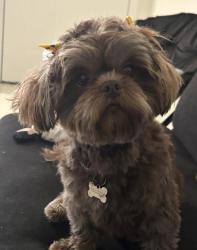 Lost Female Dog last seen Mission, Mission, TX 75872