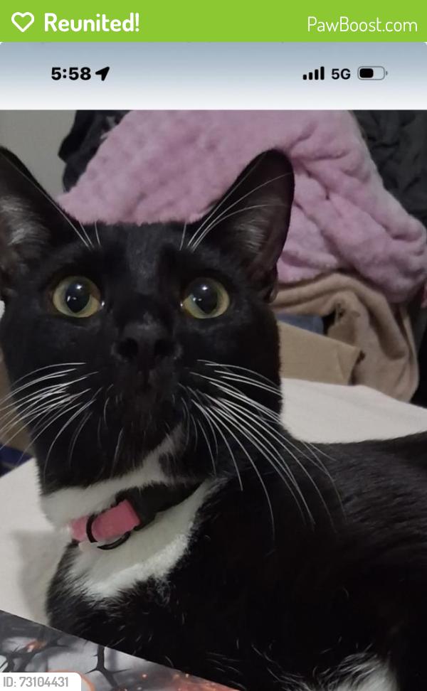 Reunited Male Cat last seen Norterra Canyons, Las Vegas, NV 89119