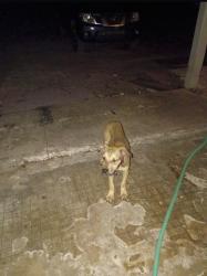 Found/Stray Male Dog last seen On Triple G Road going towards the Dairy farm, Highlands County, FL 33857