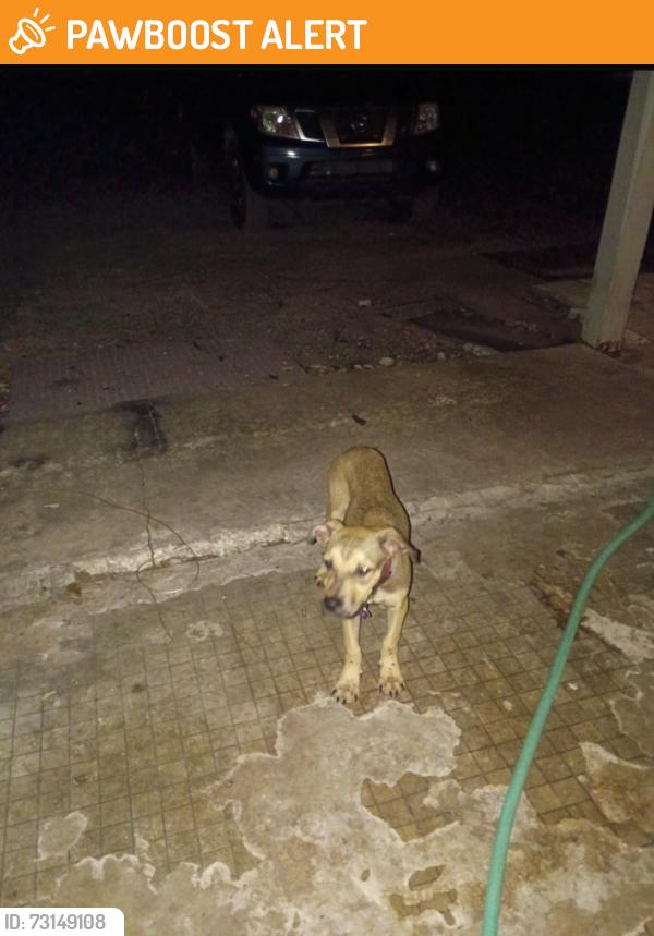 Found/Stray Male Dog last seen On Triple G Road going towards the Dairy farm, Highlands County, FL 33857