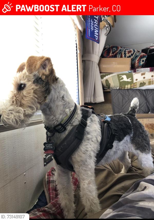 Lost Female Dog last seen Cardinal dr & Robin rd, Parker, CO 80138