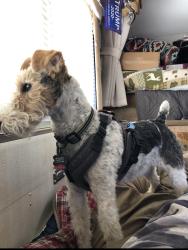 Lost Female Dog last seen Cardinal dr & Robin rd, Parker, CO 80138