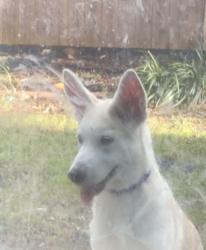 Reunited Female Dog last seen Pleasant run and N Joe Wilson, Cedar Hill, TX 75104