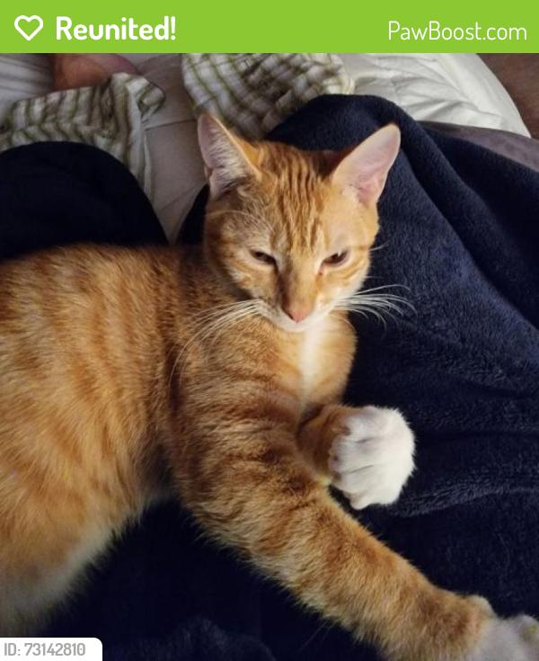 Reunited Male Cat last seen Lowell and Berry, Littleton, CO 80123