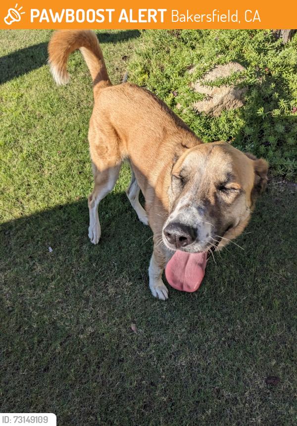 Found/Stray Unknown Dog last seen Botticelli Ct & Donatello, Bakersfield 93306, Tuscany development, Bakersfield, CA 93306