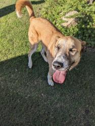 Found/Stray Unknown Dog last seen Botticelli Ct & Donatello, Bakersfield 93306, Tuscany development, Bakersfield, CA 93306