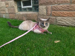 Reunited Female Cat last seen Melvindale Palmer Street Michigan, Melvindale, MI 48122