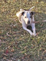 Reunited Female Dog last seen Clay, Trussville, AL 35048