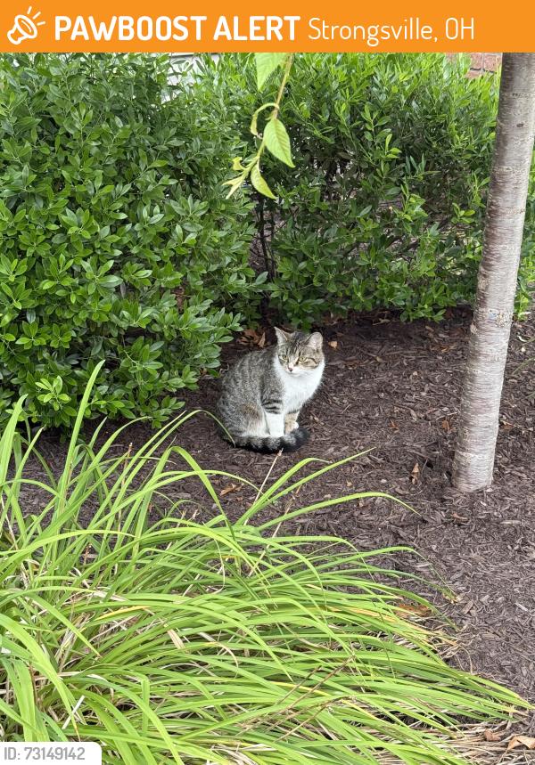 Found/Stray Female Cat last seen Scotch Pine Way, Strongsville, OH 44149
