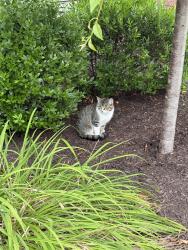 Found/Stray Female Cat last seen Scotch Pine Way, Strongsville, OH 44149