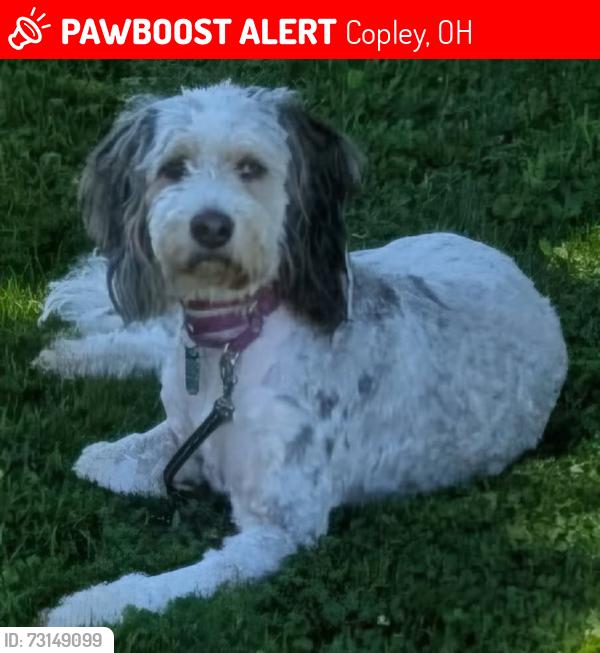 Lost Female Dog last seen Green Leaf Park, Copley, OH 44321