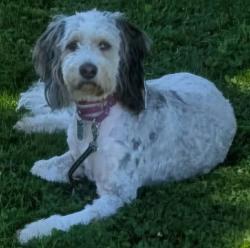 Lost Female Dog last seen Green Leaf Park, Copley, OH 44321